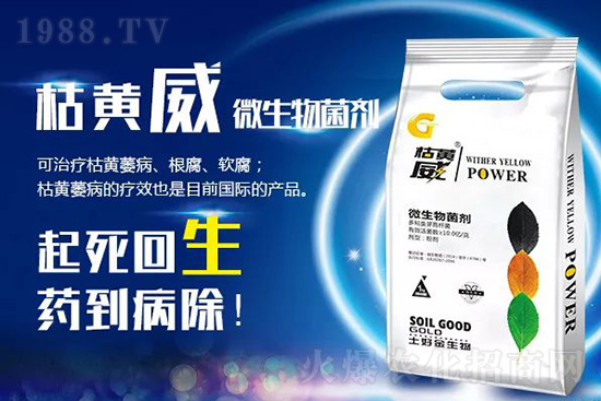 枯黃萎、立枯等病害怎樣滅殺？用它就夠了！