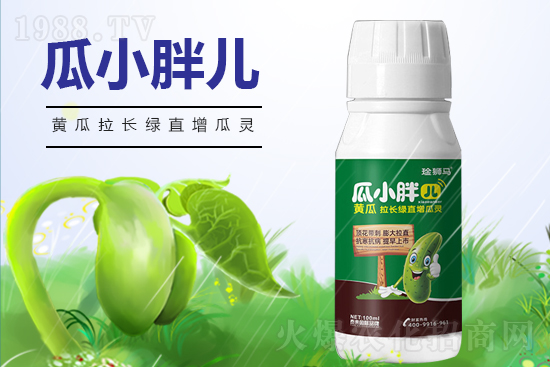 黃瓜什么時(shí)候澆水?黃瓜哪些階段需要澆水?