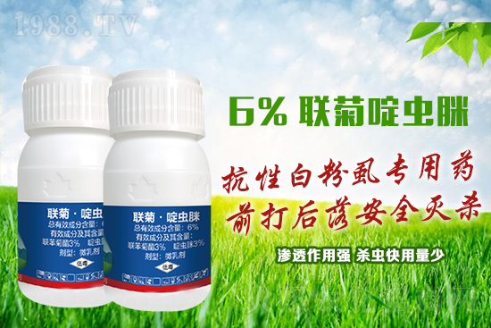 抗性白粉虱難防又難治?這樣用藥蟲卵雙殺,死蟲!