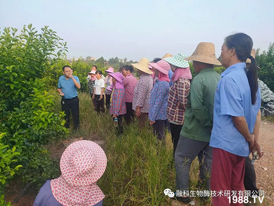 走進(jìn)田間地頭,助力柑橘產(chǎn)業(yè)