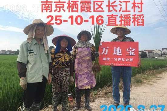 水稻分蘗不好對產(chǎn)量有多大影響?促進(jìn)水稻分蘗怎么做?