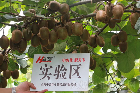 獼猴桃需肥特點(diǎn)有哪些？獼猴桃膨大肥怎么施