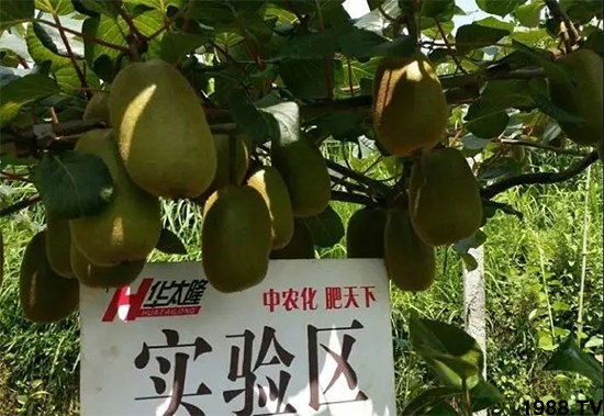 獼猴桃高產施肥方案