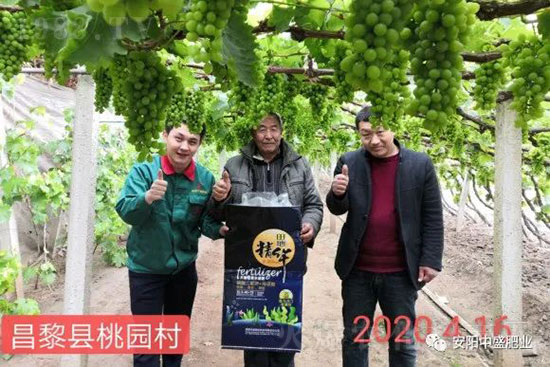 葡萄軟果是什么原因?如何防治?