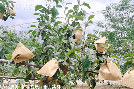 果實(shí)套袋后可減少農(nóng)藥殘留,改善果子的外觀品質(zhì),可大大提高果品賣相,更容易出售并賣出高價(jià),所以果樹套袋目前仍然是我國(guó)果園的主要管理方法,套袋蘋果表光就是好,也少病害。