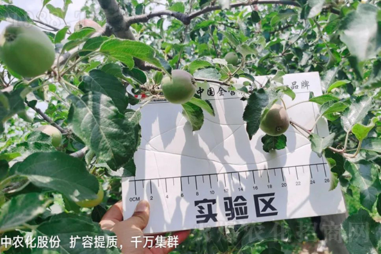 果實(shí)套袋后可減少農(nóng)藥殘留,改善果子的外觀品質(zhì),可大大提高果品賣相,更容易出售并賣出高價(jià),所以果樹套袋目前仍然是我國(guó)果園的主要管理方法,套袋蘋果表光就是好,也少病害。