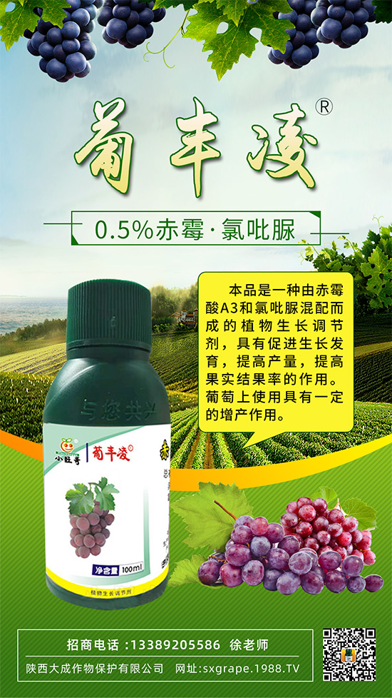 葡萄果粒稀疏,大小粒嚴重怎么辦?這些管理相當重要