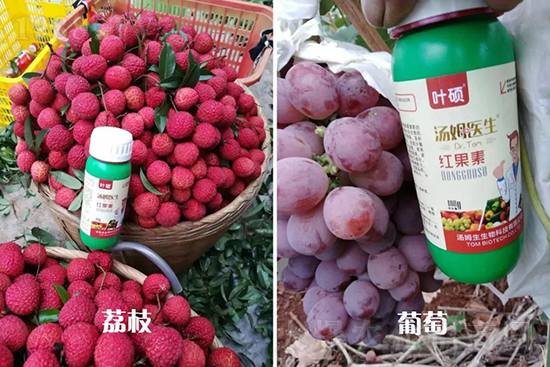 紅果素—只為轉(zhuǎn)色而生!轉(zhuǎn)色快、高,催紅不用愁!