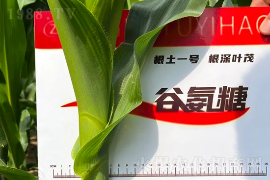 渾源玉米頂呱呱，營養(yǎng)補充全靠它