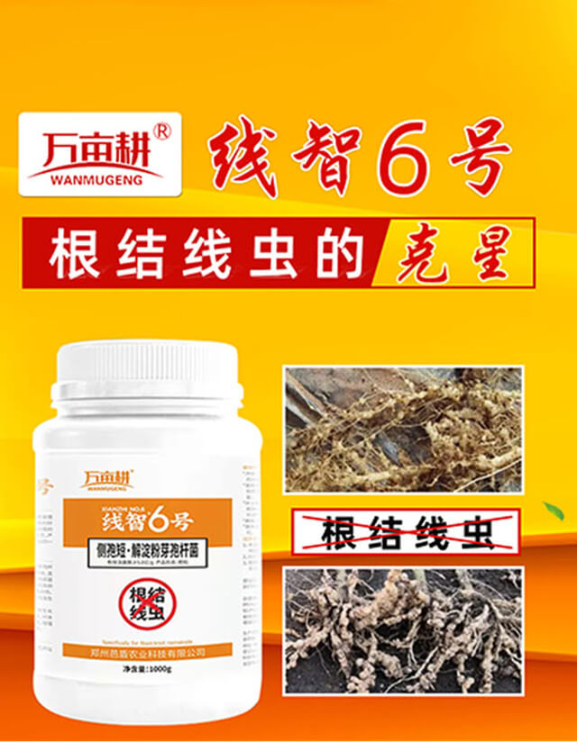 線智6號(hào)-湯姆生_01