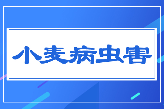 小麥病蟲(chóng)害