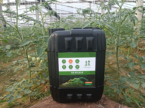 海藻精萃超濃液-臺灣新芽2