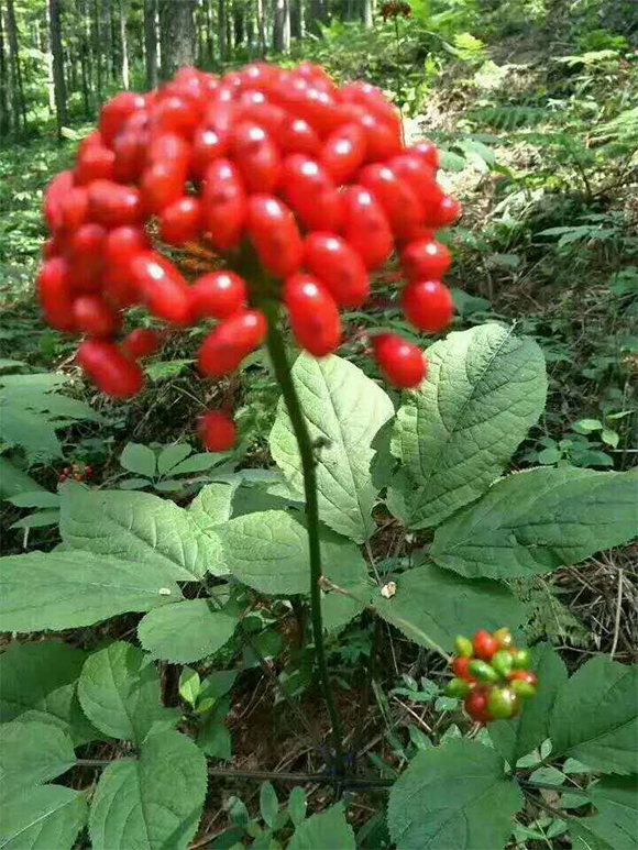 人參專(zhuān)用中藥源生態(tài)功能肥-生物炭-盛泰生物2