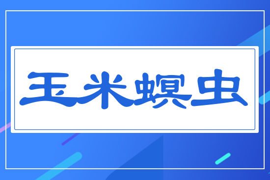 玉米螟蟲(chóng)