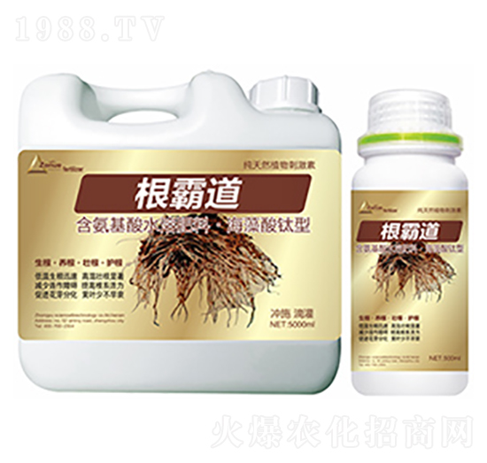 根霸道-中?？萍? style=