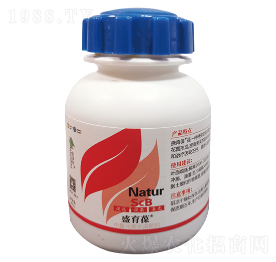 ʢ����-��������