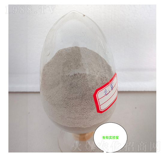 毛霉菌種-九邦生物