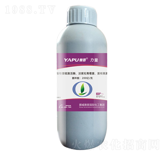 ����-����-��������