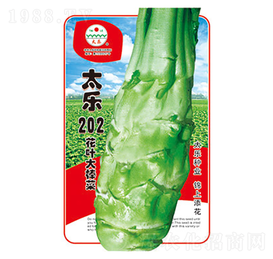 棒菜種子-太樂(lè)202-太樂(lè)種業(yè)