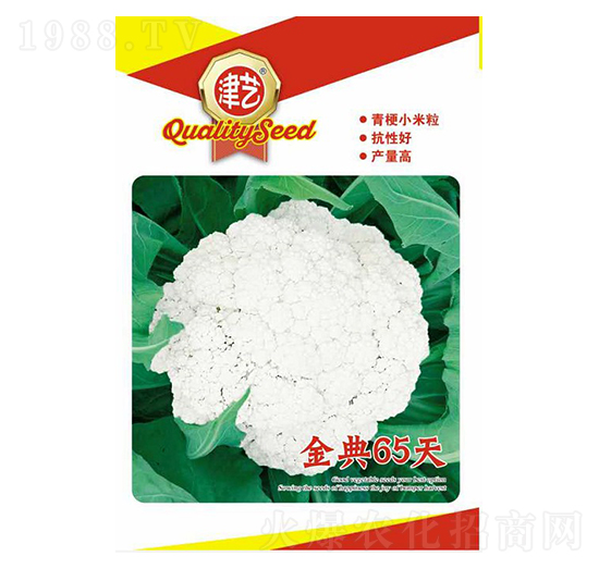 花菜種子-金典65天-邯豐農業(yè)