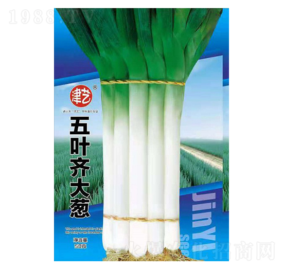 大蔥種子-五葉齊大蔥-邯豐農(nóng)業(yè)