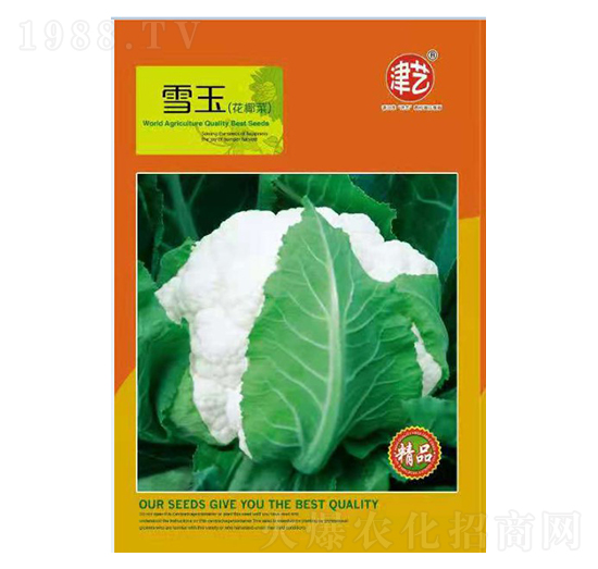 花菜種子-雪玉-邯豐農(nóng)業(yè)