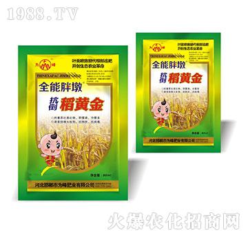 抗倒稻黃金-全能胖墩-為峰