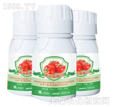 番茄筋腐治-柯易植保