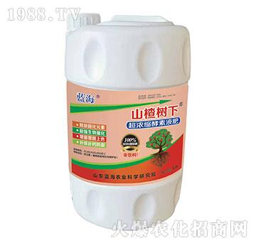 超濃縮酵素液肥-山楂樹(shù)下-藍(lán)海