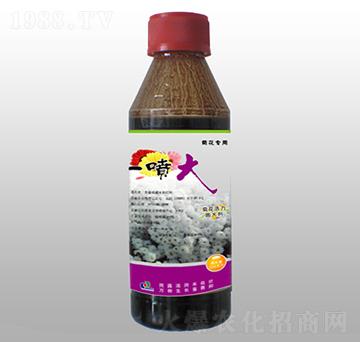 菊花活力膨大劑-一噴大-賽陽生物