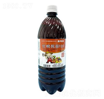 ֲ����������120-�ο�ֲ��