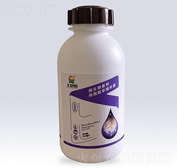 微生物菌劑側(cè)孢短芽孢桿菌-王夢陽-文隆夢陽