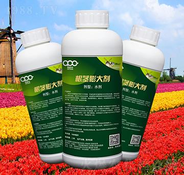 ���o���-���ɿ�