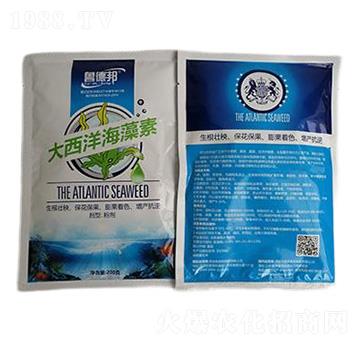 大西洋海藻素-魯?shù)掳? width=