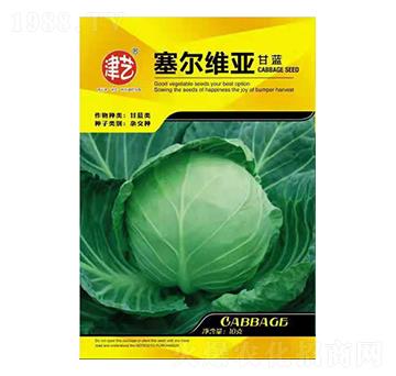 甘藍(lán)種子-賽爾維亞-邯豐農(nóng)業(yè)