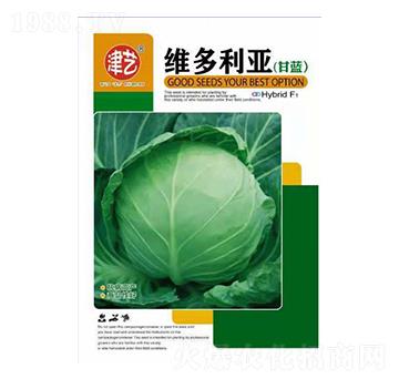 甘藍種子-維多利亞-邯豐農(nóng)業(yè)