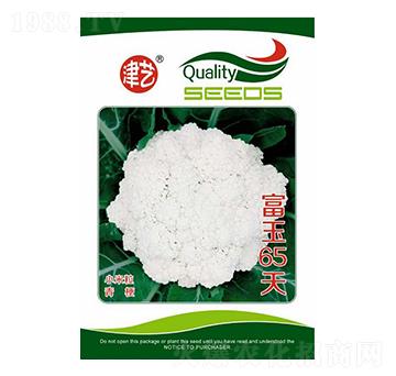 花菜種子-富玉65天-邯豐農(nóng)業(yè)